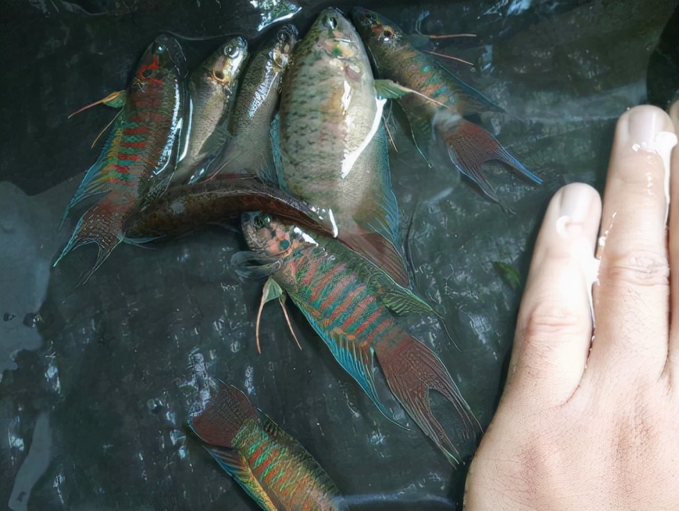 曾多到没人吃的6种小鱼，如今却“一鱼难求”，家乡若有要保护好