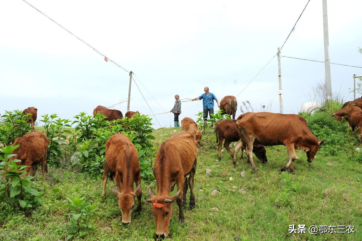 农村养什么牛赚钱啊(养哪种牛最赚钱致富) | 文案
