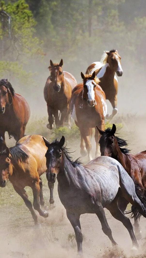 会挽雕弓如满月赏析一一苏轼诗词赏析