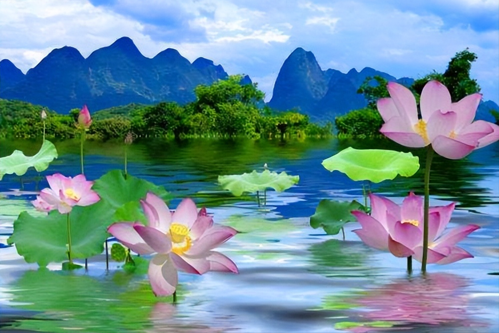 30首唯美荷花诗词，让诗意的荷花给你带来夏日的美好