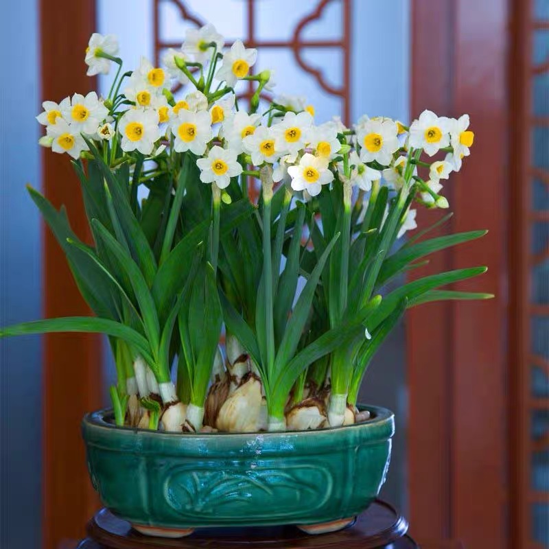 常见的“7种大毒花”，家里经常养，建议多了解，避免受伤害