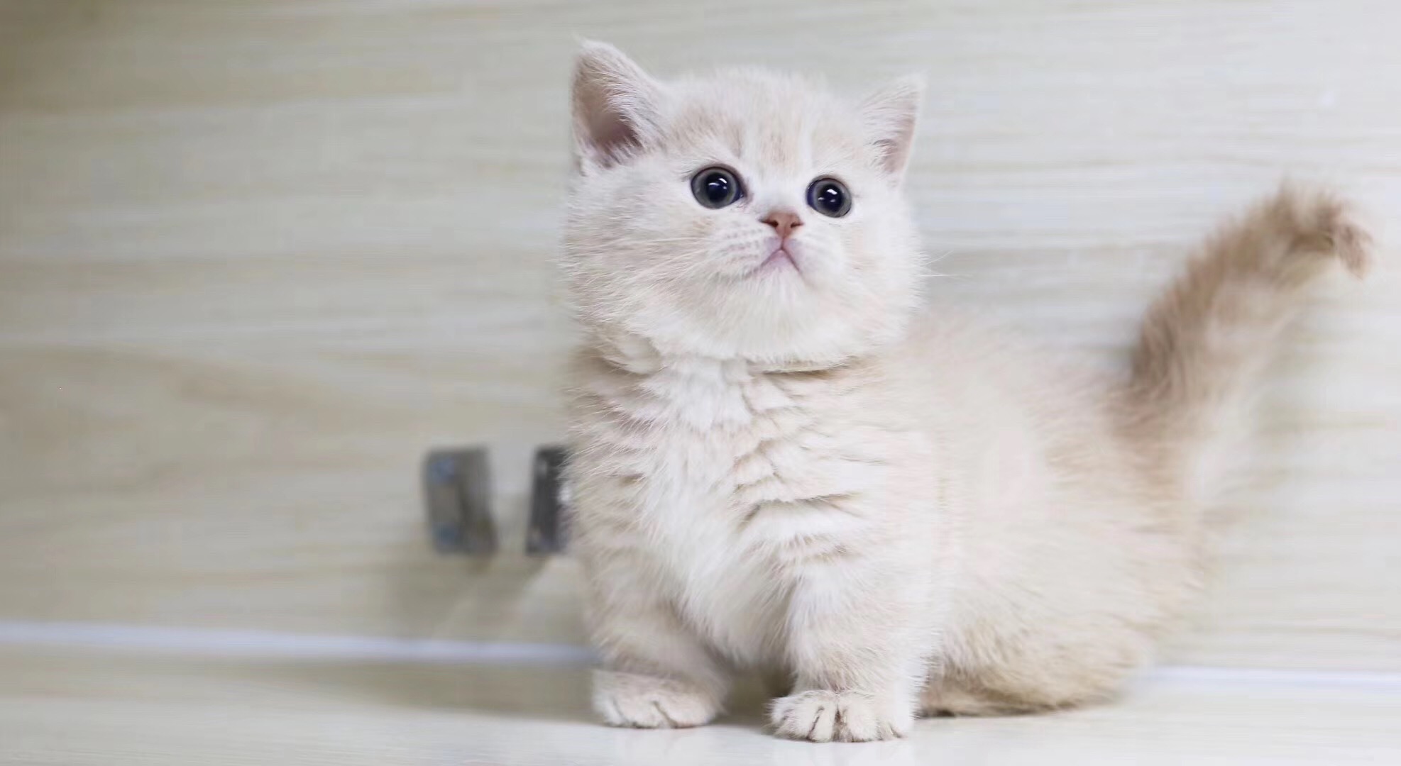 1,橘猫价格:不同的品种,价格不同橘猫其实是一种毛色为橘色或者橘白