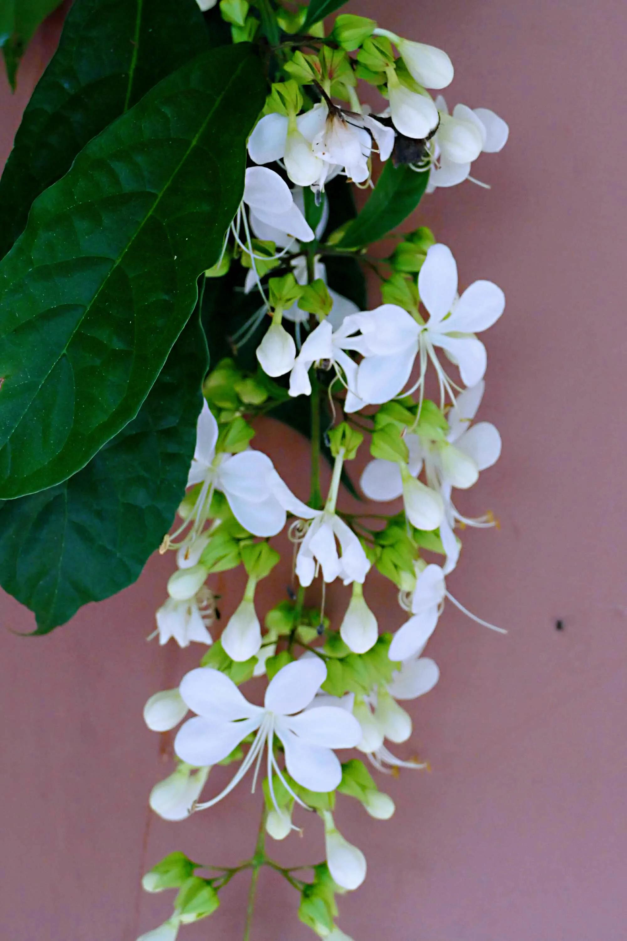 發關於茉莉花滿屋飄香的說說