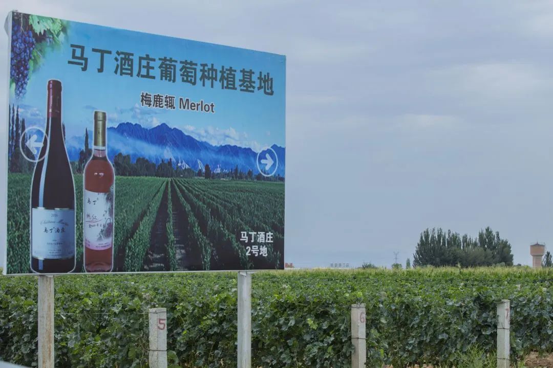 第16屆G100參賽企業(yè) ▏ 馬丁酒莊,懷來(lái)葡萄酒發(fā)展史的見證者