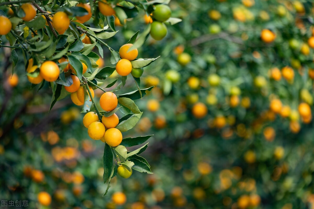 橘盆栽的养生技术