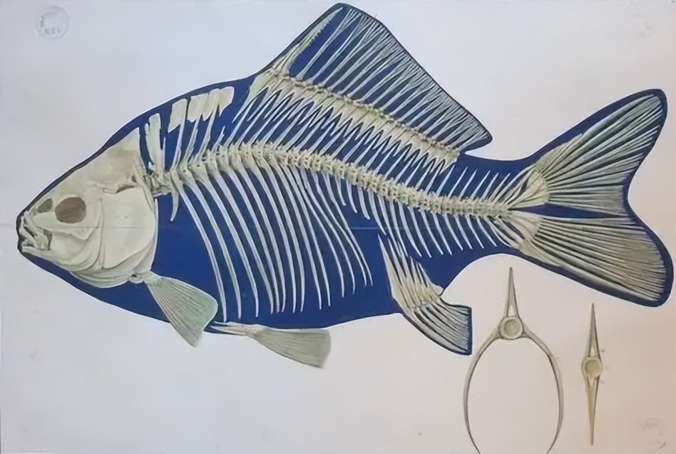 鱼刺解剖图图片