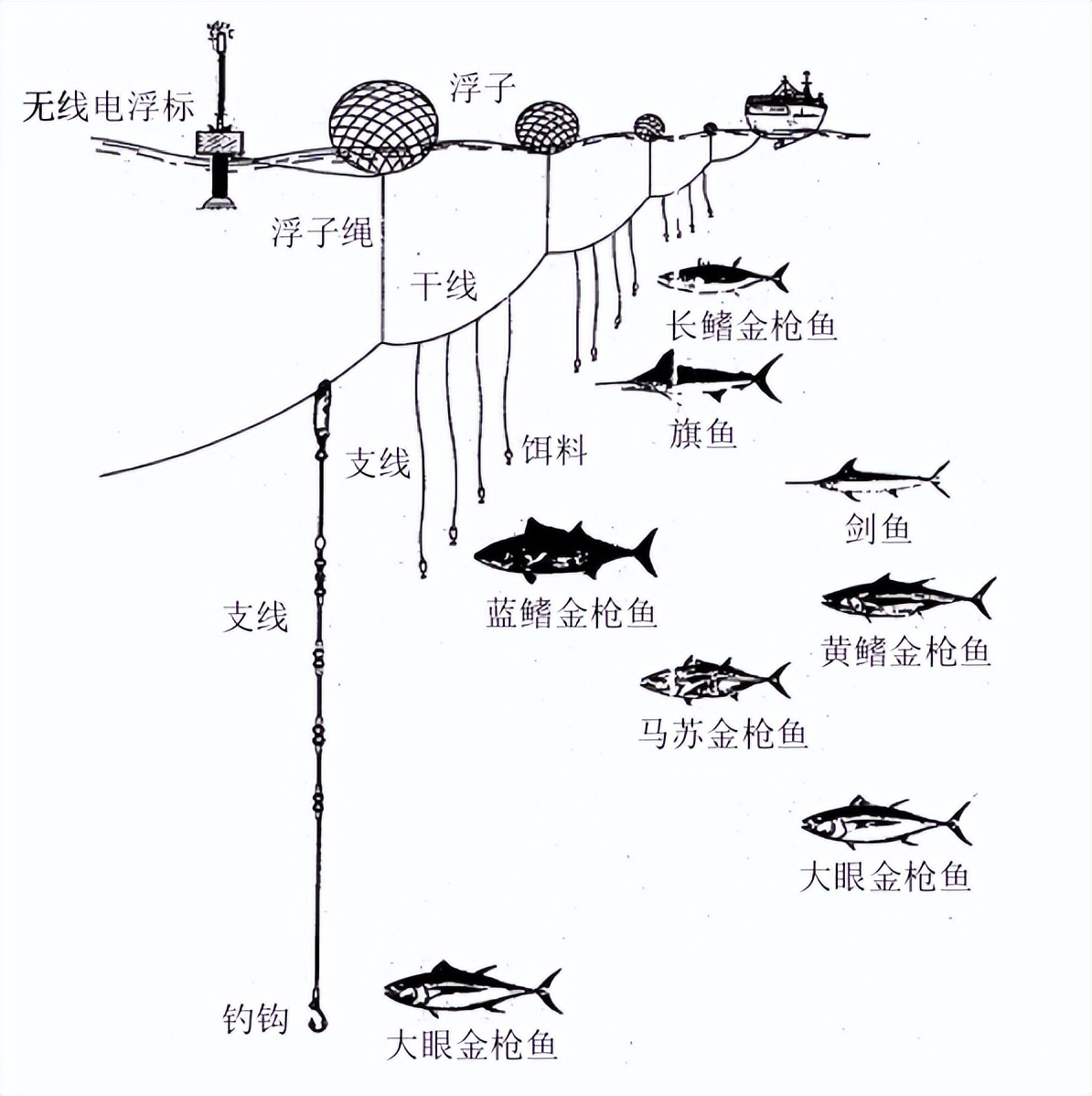 远洋捕捞科普｜金枪鱼延绳钓渔船