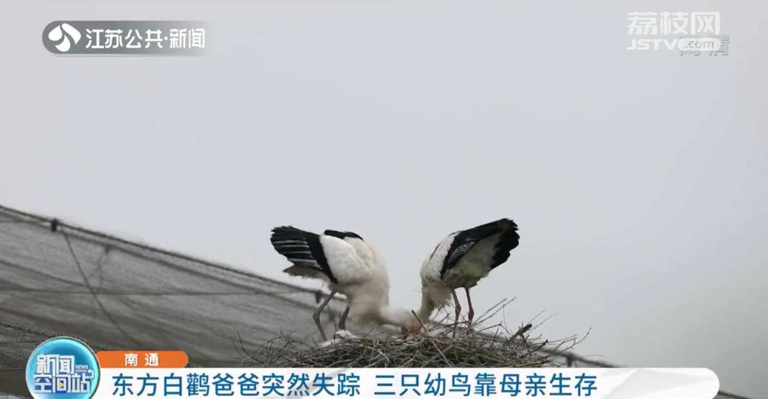 南通：东方白鹳爸爸突然失踪 三只幼鸟靠母亲生存