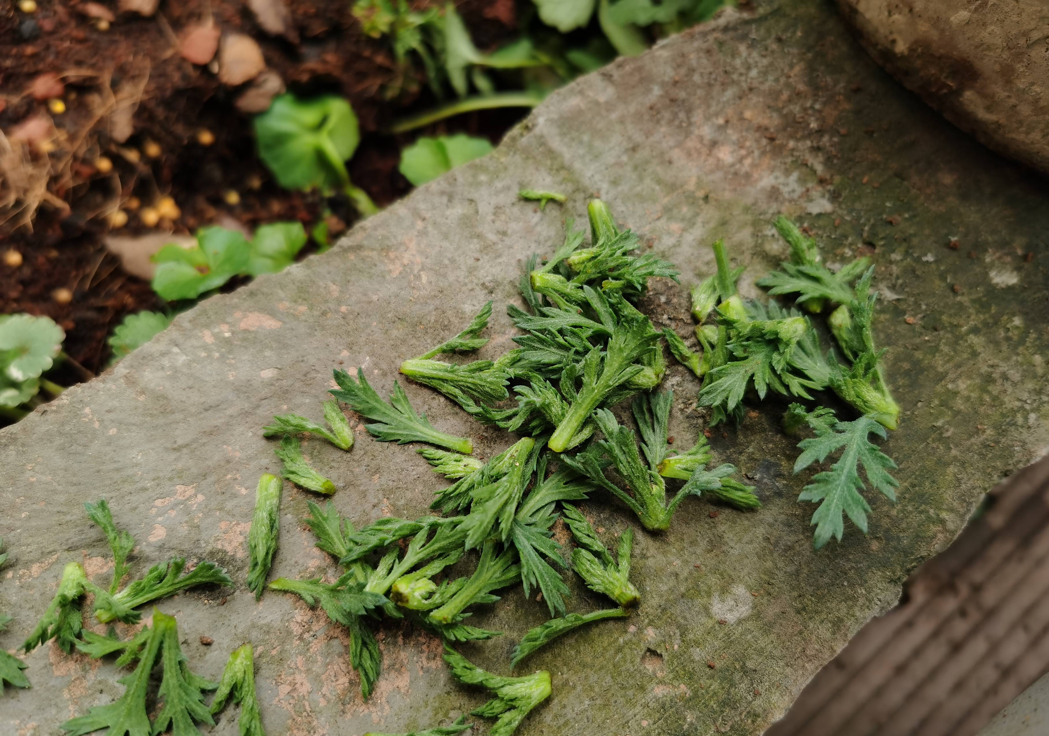 玛格丽特花怎么养（详解养玛格丽特的3个关键）