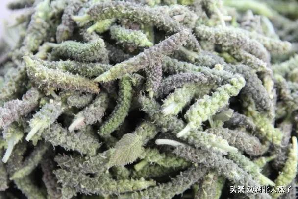 50种野菜大图片，教你认识不同的野菜和吃法，你想要的野菜这里有