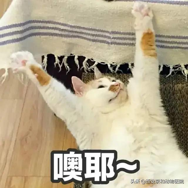 猫咪到底该不该绝育？