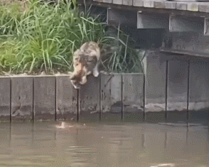 主人没饭吃，猫猫真的会抓鱼报恩吗？