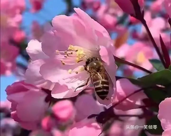 8首咏蜜蜂诗，作者现代：一笑倾零