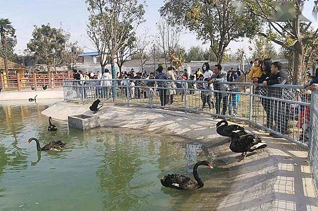 轰动一时的八达岭老虎咬人案：幸存者索赔百万失败，因毁容无工作