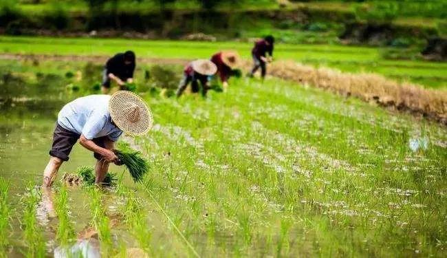 粮食价格上涨，农民收入为何没增加？如何增加农民收入？