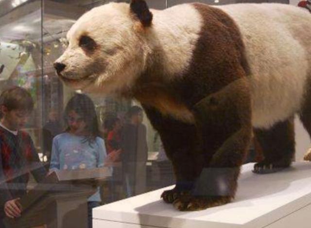 曾有个女人将活体大熊猫走私出中国，海关登记：携带哈巴狗一只