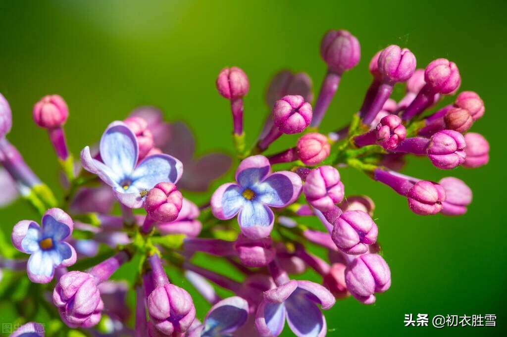 紫色丁香花唯美句子_晶羽文學網