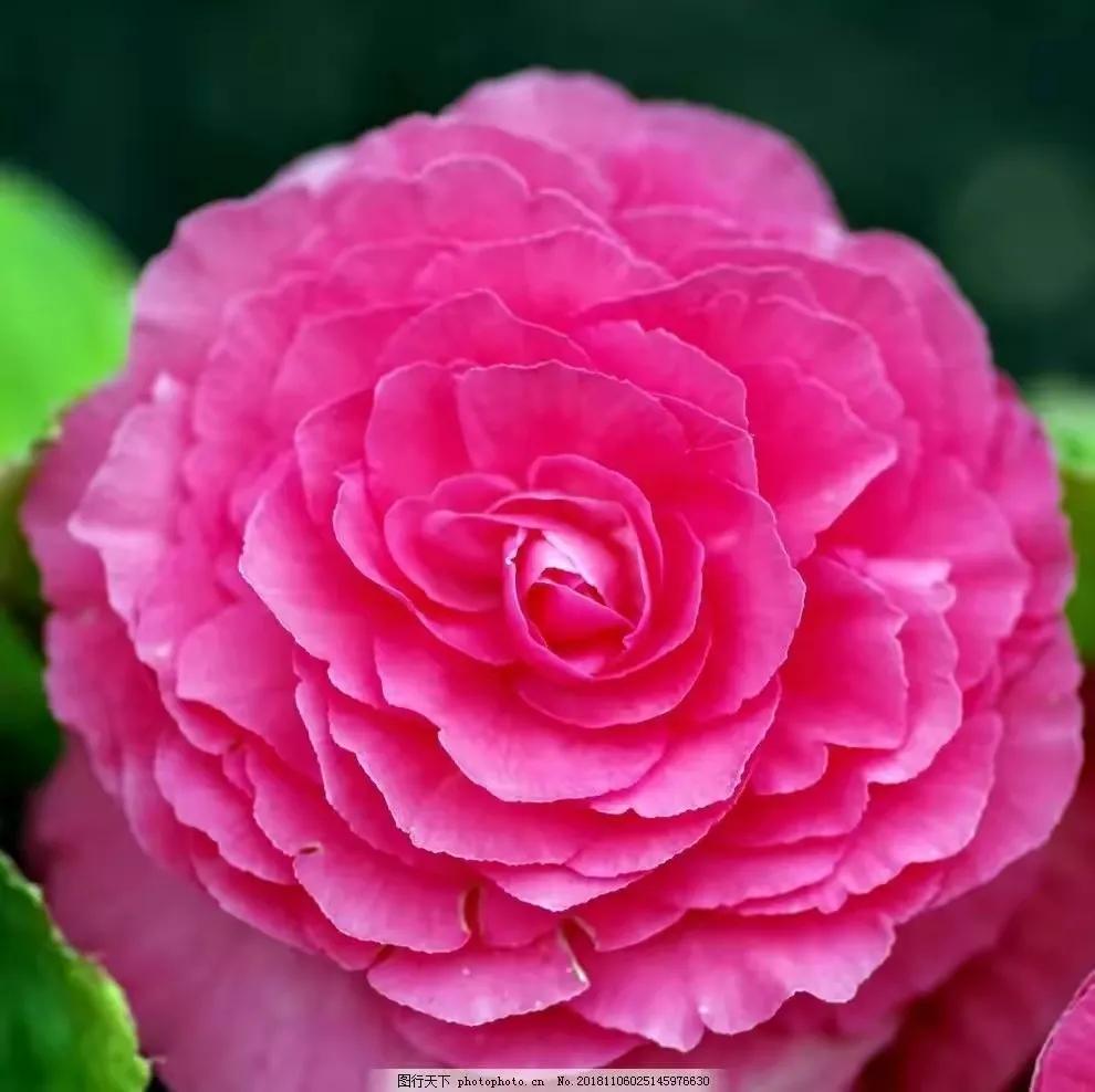 牡丹花图片大全大图高清图片欣赏(洛阳牡丹花儿开了) - 赤虎壹号