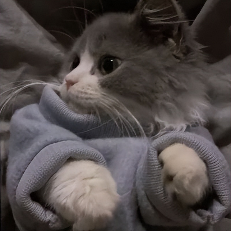 微信头像猫咪萌图片(可爱猫咪头像) - 赤虎壹号