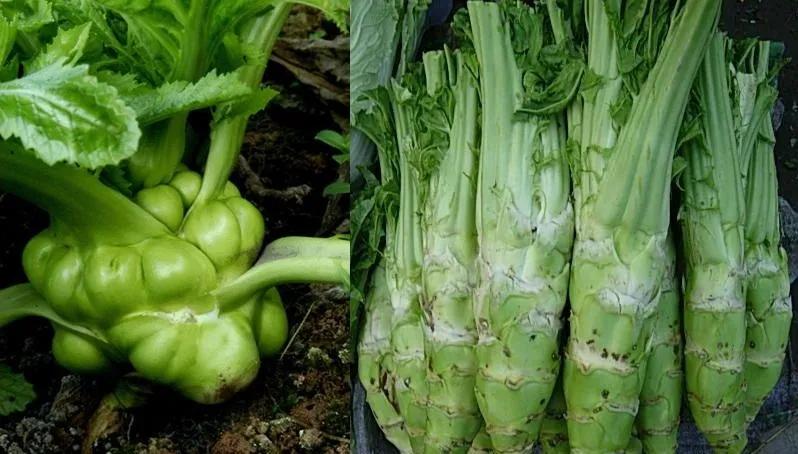我国特产蔬菜:芥菜 有三大药用价值 其种子也是一味中草药 了解一下