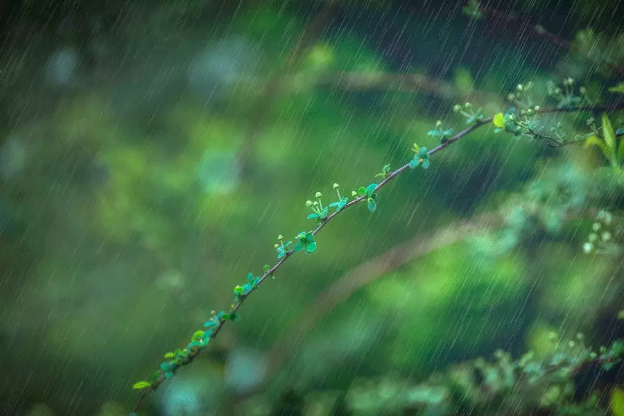 雨水｜小楼一夜听春雨，万年如意好音来