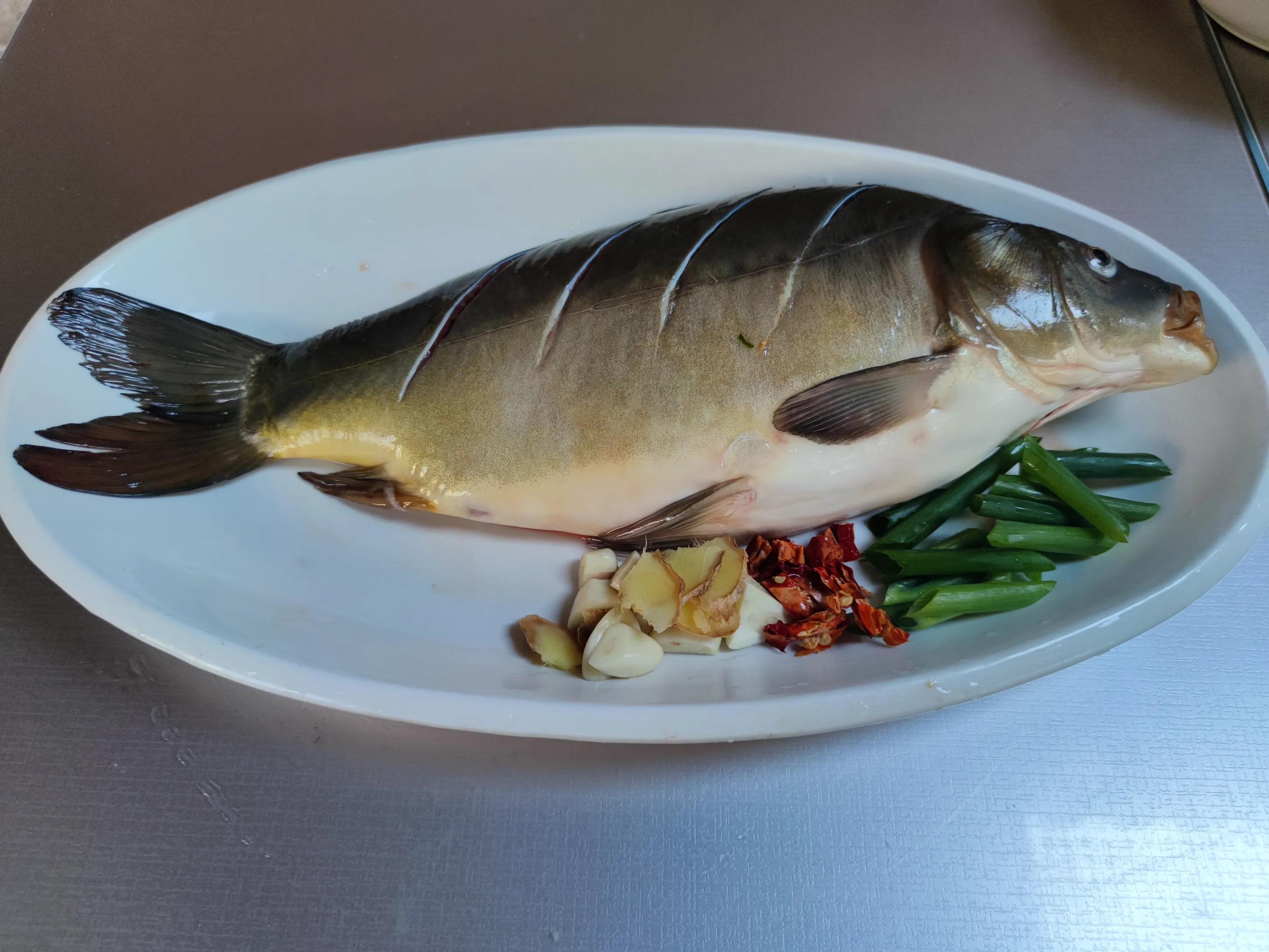 三道鳞鲤鱼多少钱一斤3种