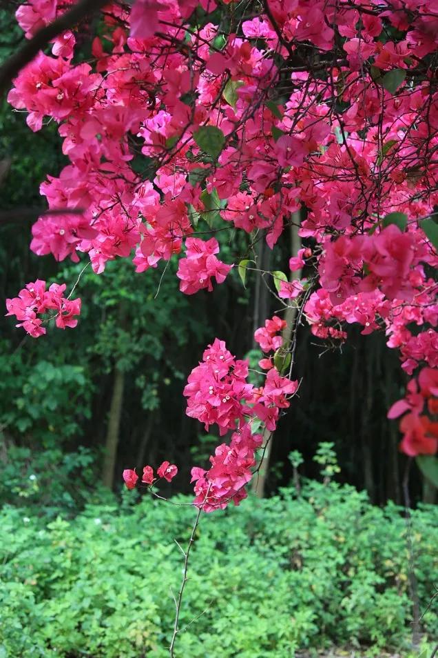 生命是一树一树的花开，蓬蓬勃勃，充满了无限的生机