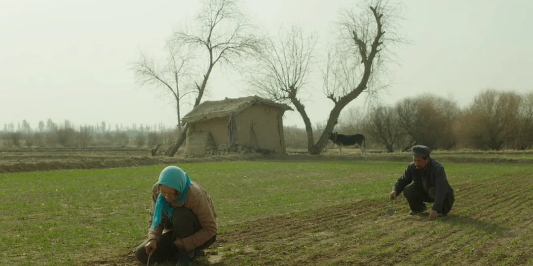 院线8分票房血扑！演员全是“关系户”，只剩海清是“真”演员？