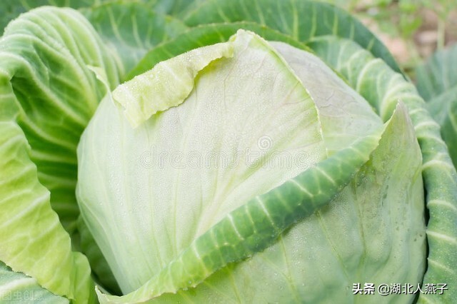 春天最适合吃6菜3果，含有大量维生素e和维生素c，多吃也不胖