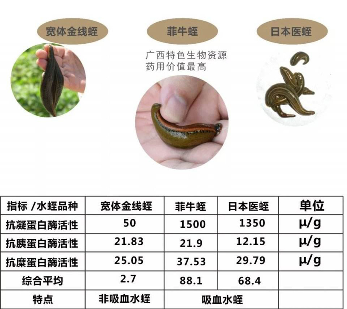 螞蝗圖片,螞蟥圖片大全
