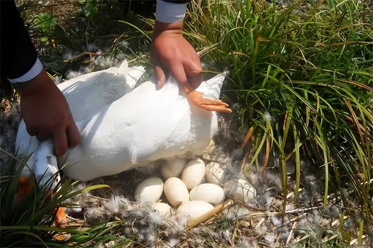 吃鹅肉的人也多,为什么超市和市场找不到卖鹅蛋?