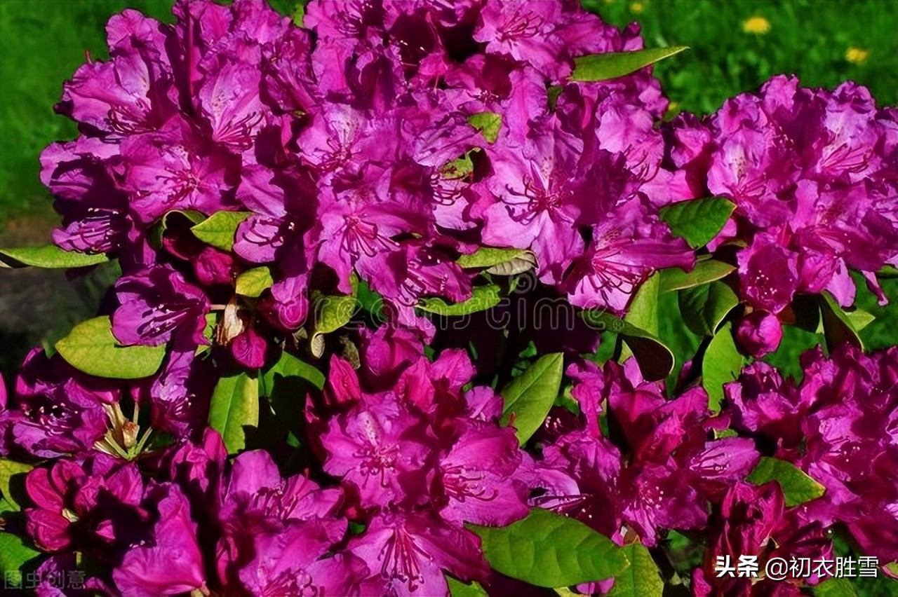 晚春杜鹃花美诗六首：最惜杜鹃花烂漫，一声啼处满山红