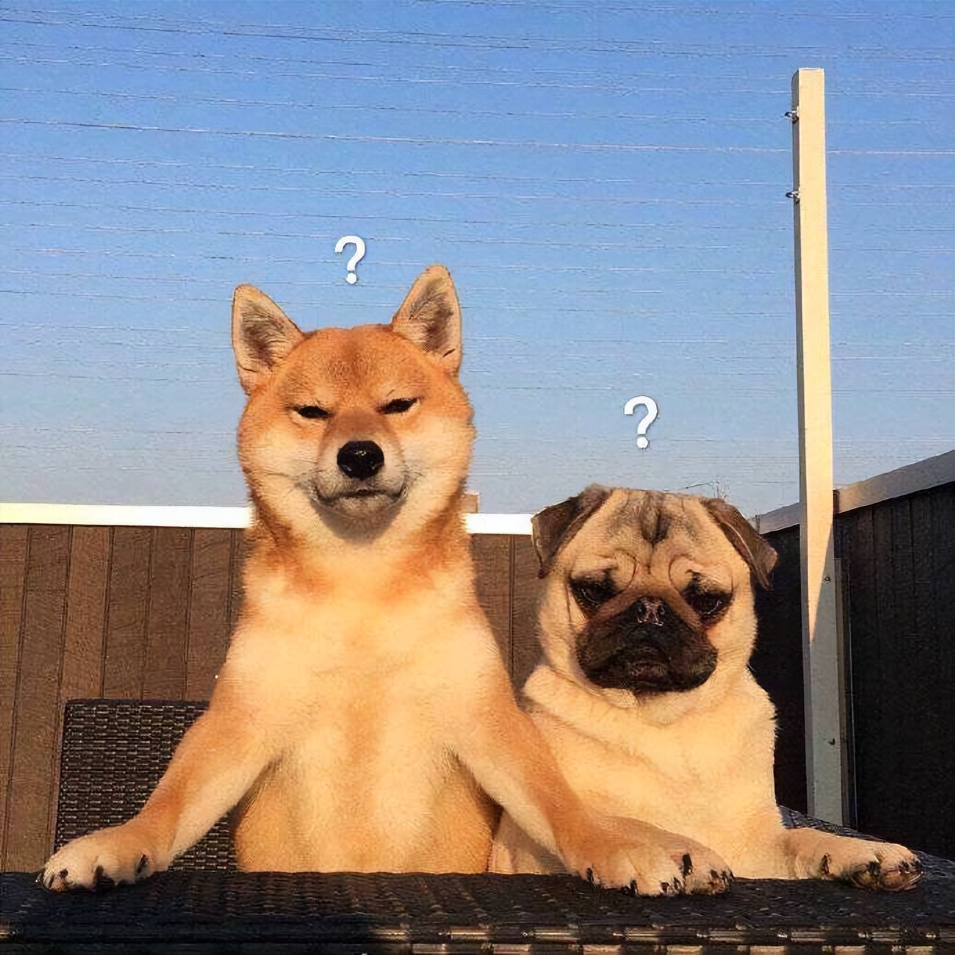 狗狗6种迷惑行为解读,不懂就白养了-狗的猫宁宠物网