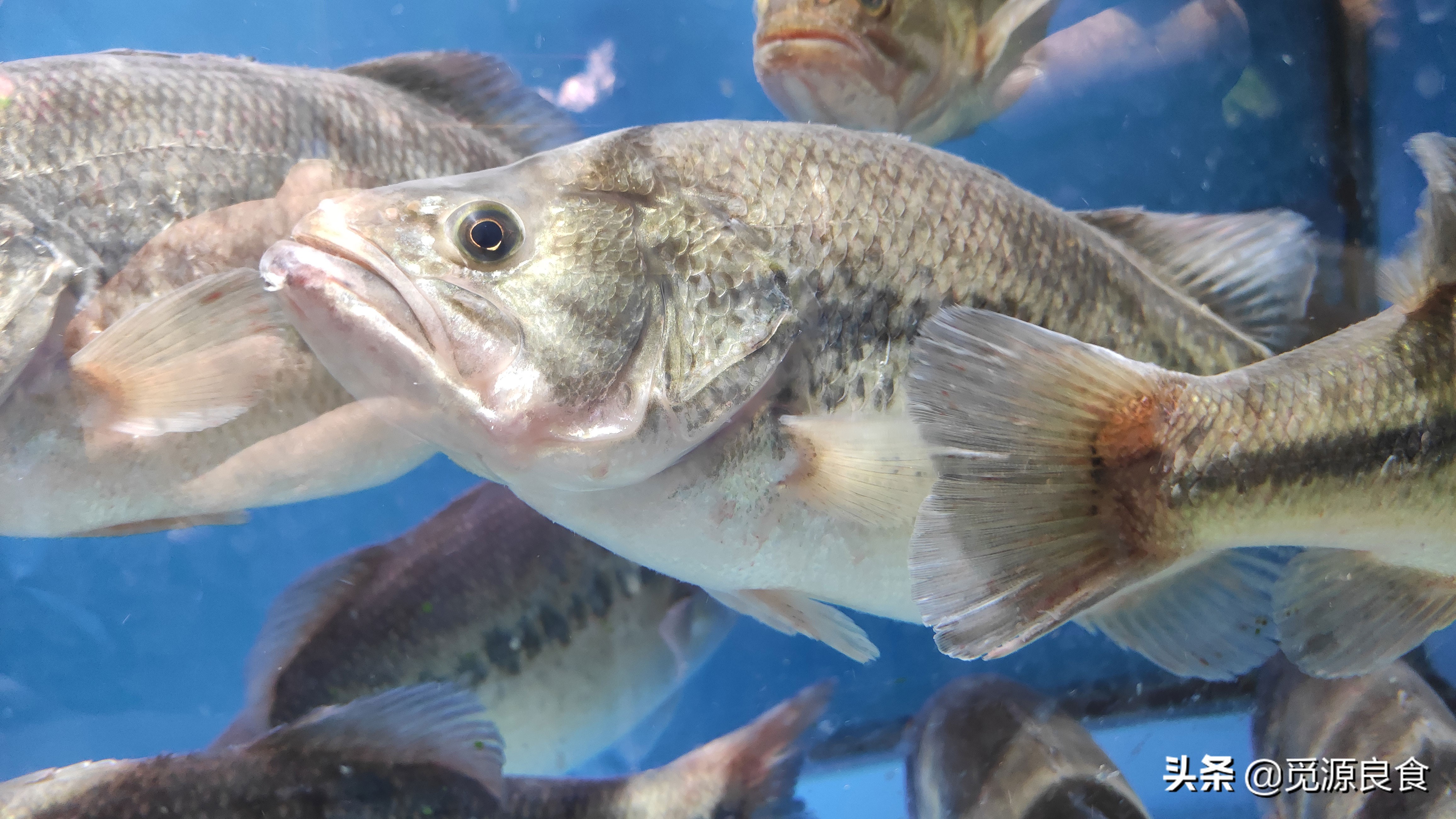 黑鱼鲈鱼,选"肚子大或肚子小,身材精瘦或肥大",口感差别很大