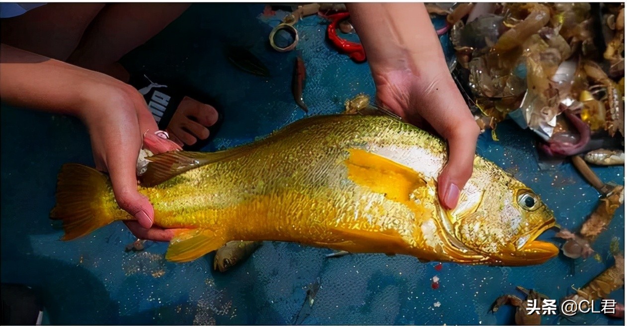 一网捞出957万的大黄鱼，渔民“瞬间暴富”，野生大黄鱼凭啥贵？