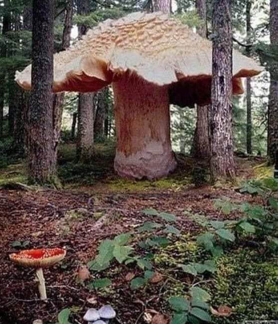 世界上最大的蜜环菌图片