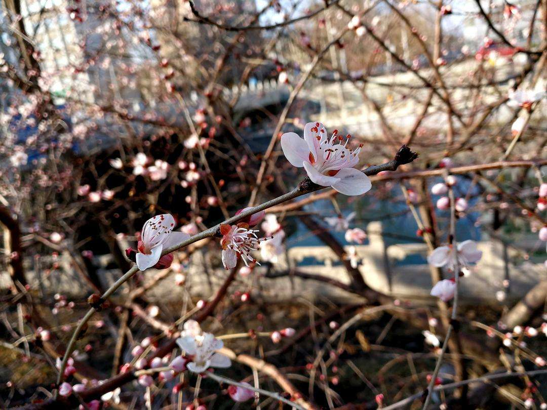 桃花和梅花怎么区分（只需从5个关键部分入手）