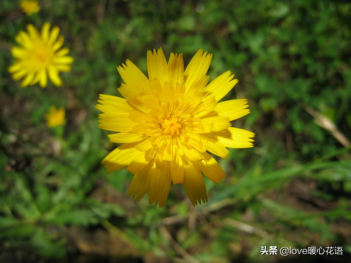 猫耳菊40,苦苣菜苦苣菜41,黄鹤菜黄鹤菜42,鹅掌草鹅掌草43,蔊菜蔊菜44