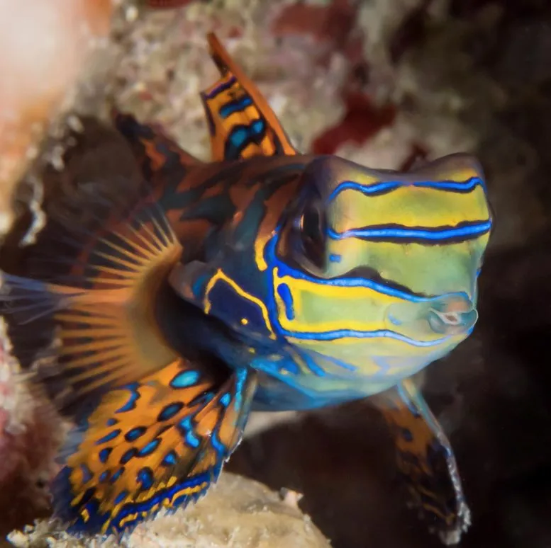 fish that looks like coral