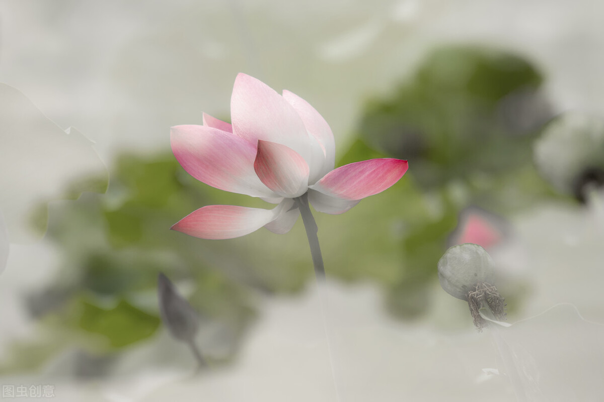 中国风水墨荷花图.禅意静心唯美意境,古风仙仙荷韵写意之美