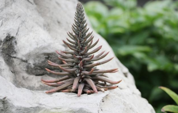 瓦松,一种长在瓦房上的古老植物