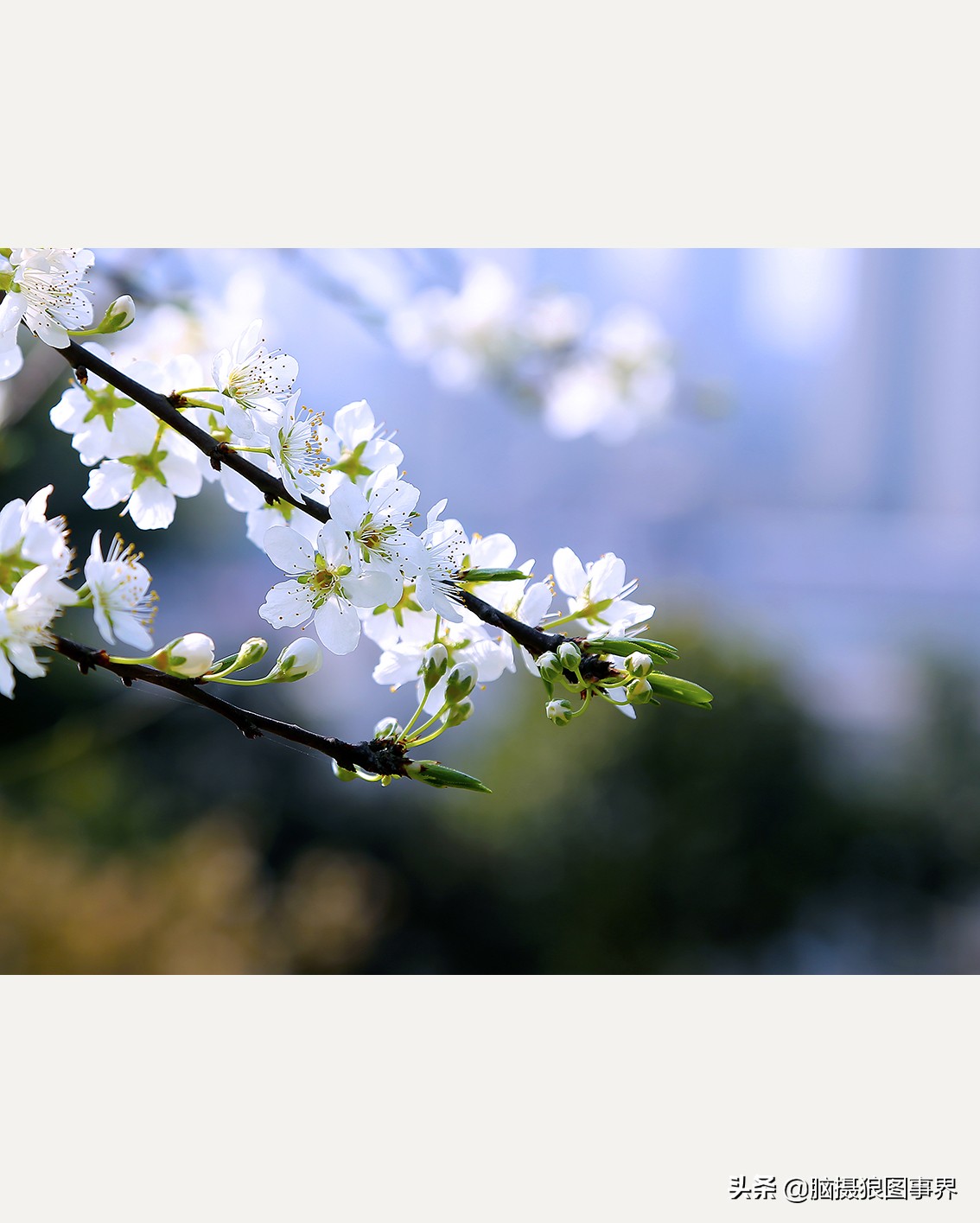 春天照片(商水李春天照片)