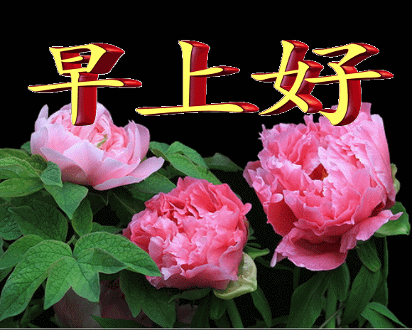 新版早上好表情包，岁月静好 ,平平安安，福气满满，好运常在图片