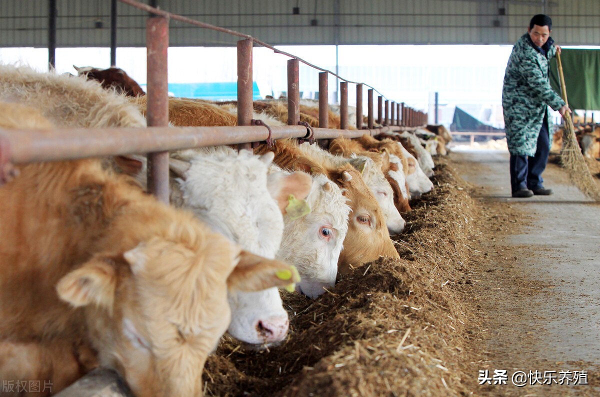 牲畜市场开市，牛犊交易火爆，22年养牛能赚钱吗？