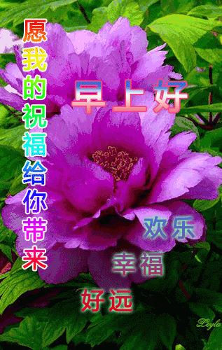 早上好，真心朋友，祝你早安开心、下午舒心、晚上欢心图片