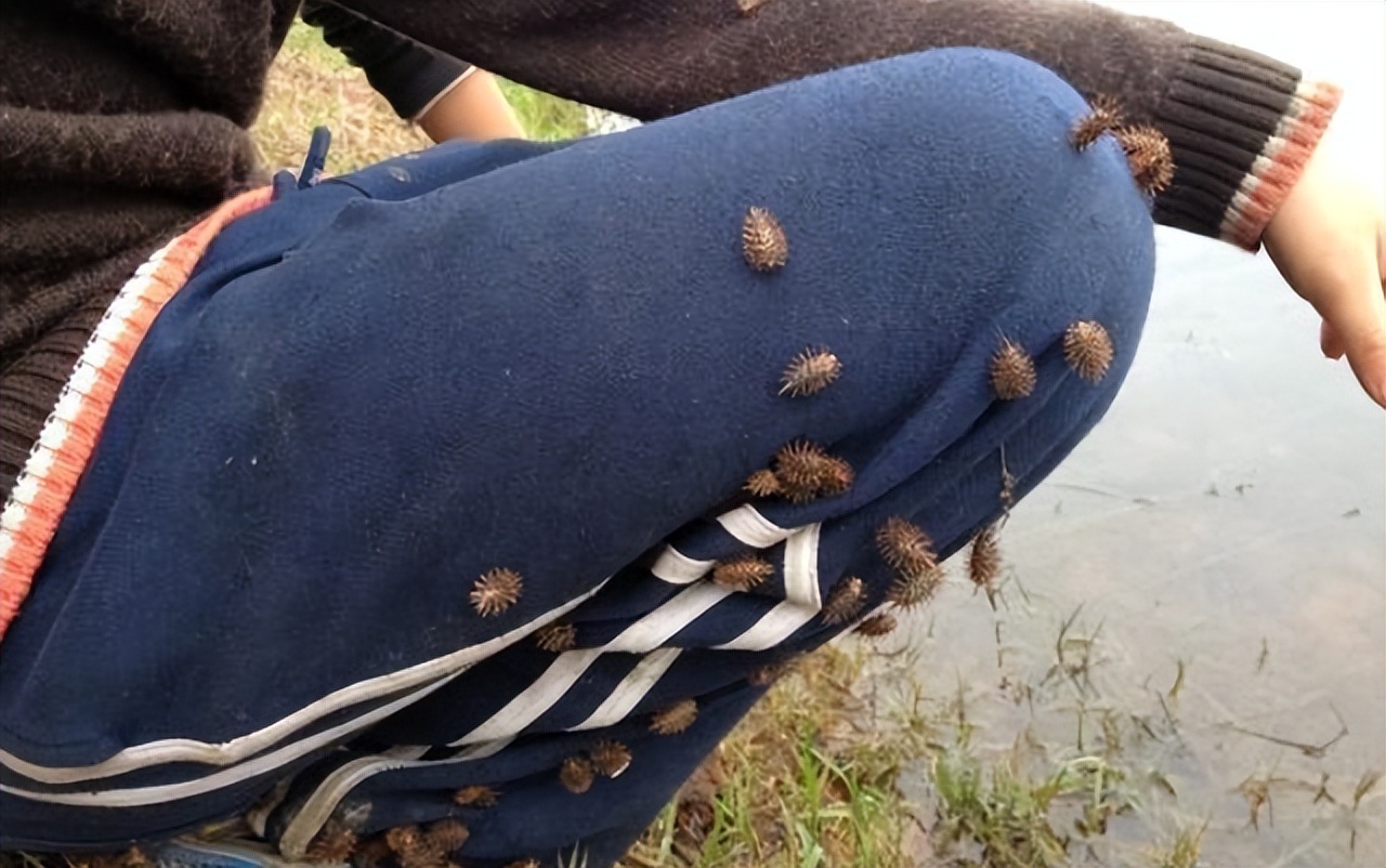 苍耳:秋天从野外回来,它的果子就会挂在你的裤子上,如果你注意到,你