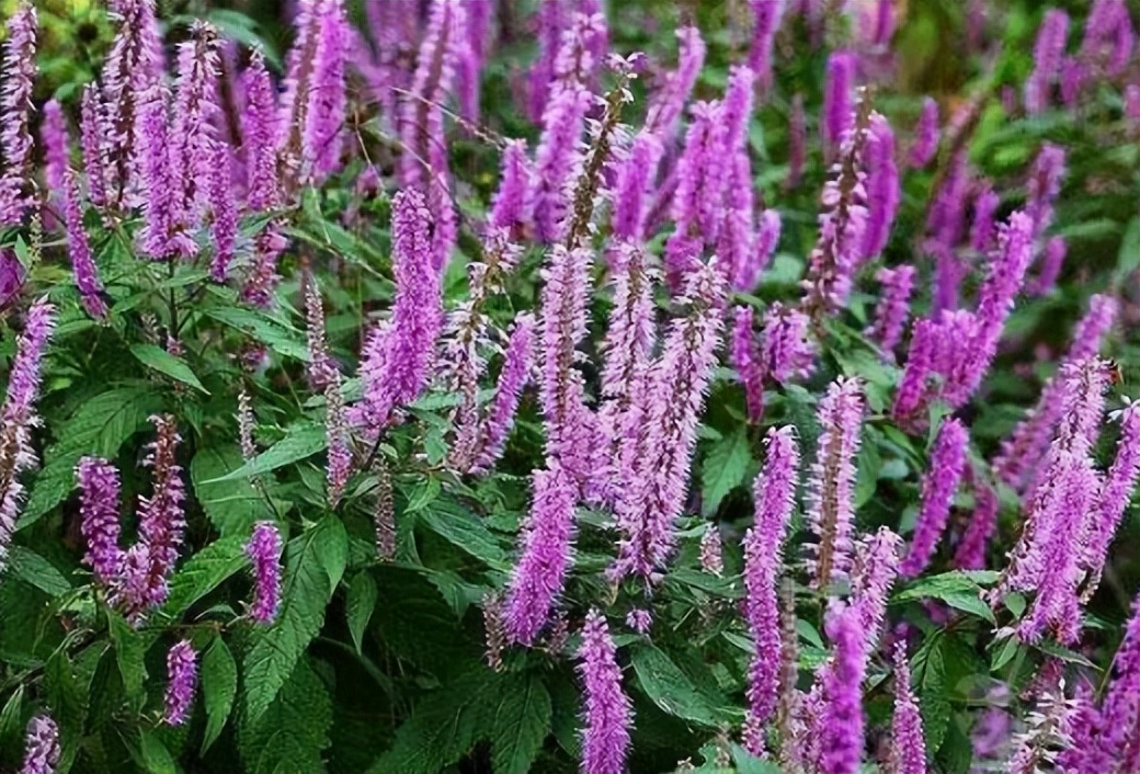 5种常用来泡凉茶喝的植物,广东人夏季常喝,你家山上可能也有