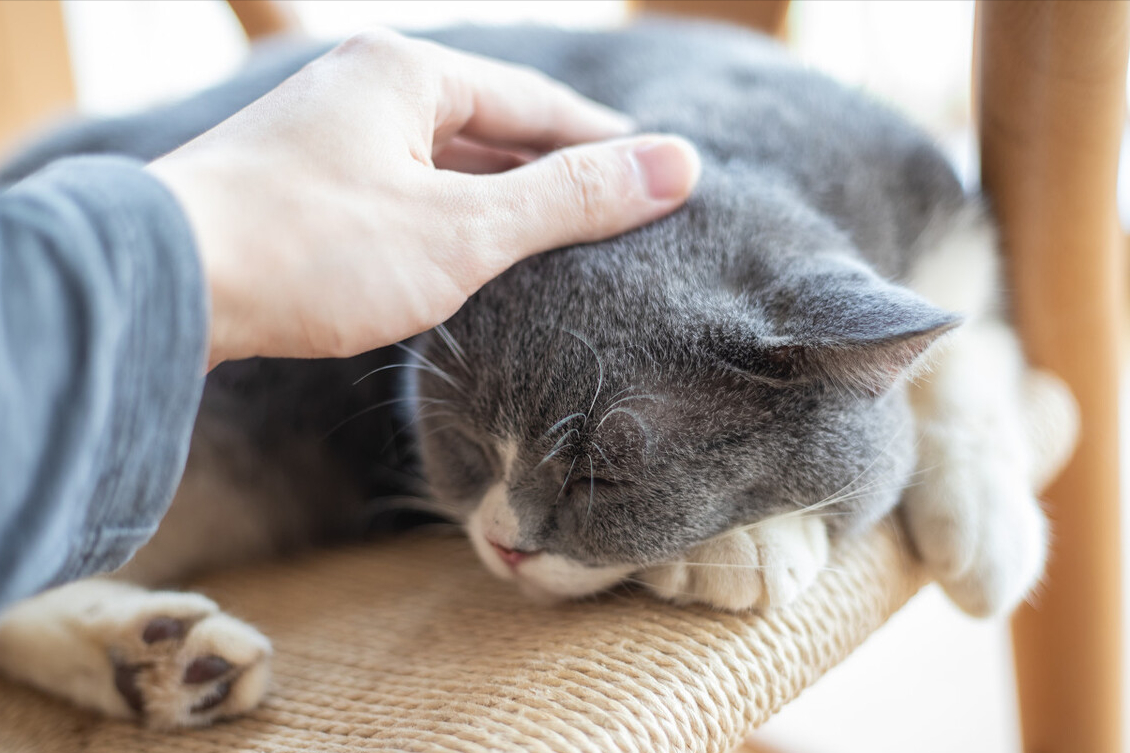 猫的寿命一年是多少岁(猫的寿命一般是多长时间？有办法延长猫咪寿命吗？)