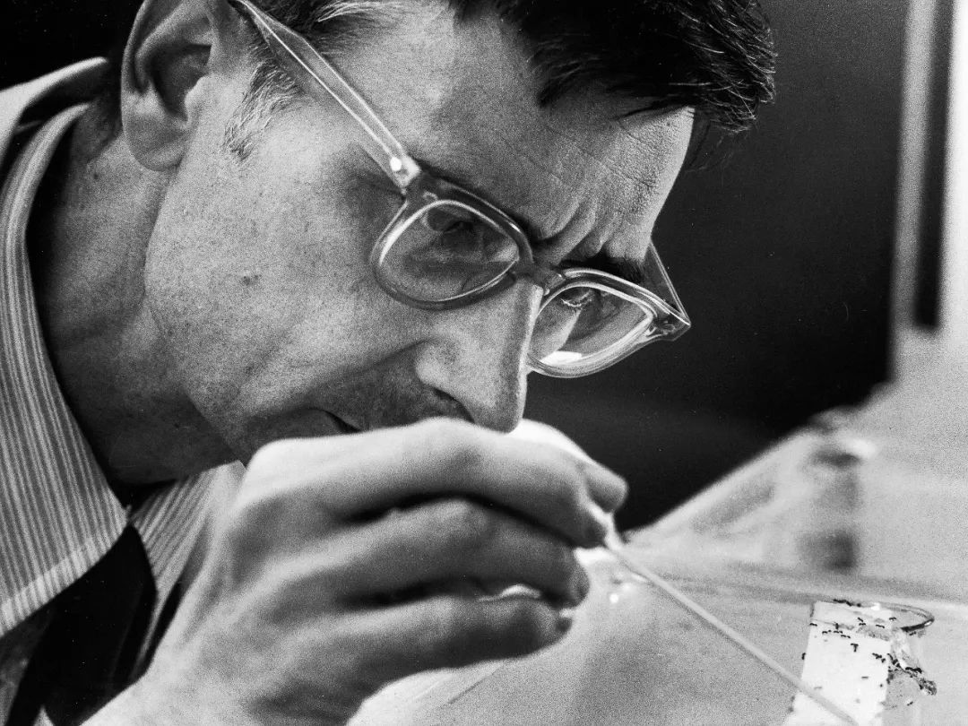 达尔文之后最伟大博物学家，爱德华·威尔逊遗作：与蚂蚁相伴80多年的故事