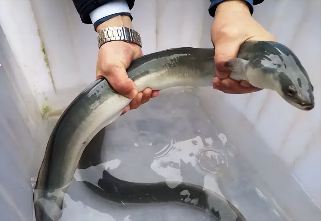 杭州39人在钱塘江捕鳗鱼苗,一尾卖50元,为何有人爱吃鱼苗